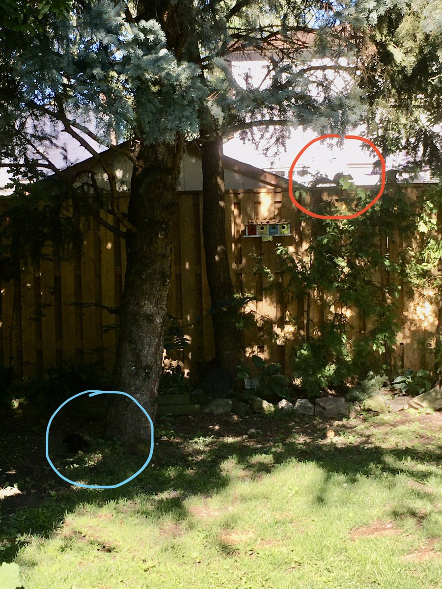 MurielHowden's tweet photo. Summertime scavenger hunt with @rto_ero #sweetsour2020
• Two squirrels (I swear they’re here!) https://t.co/OoNirbFyKB