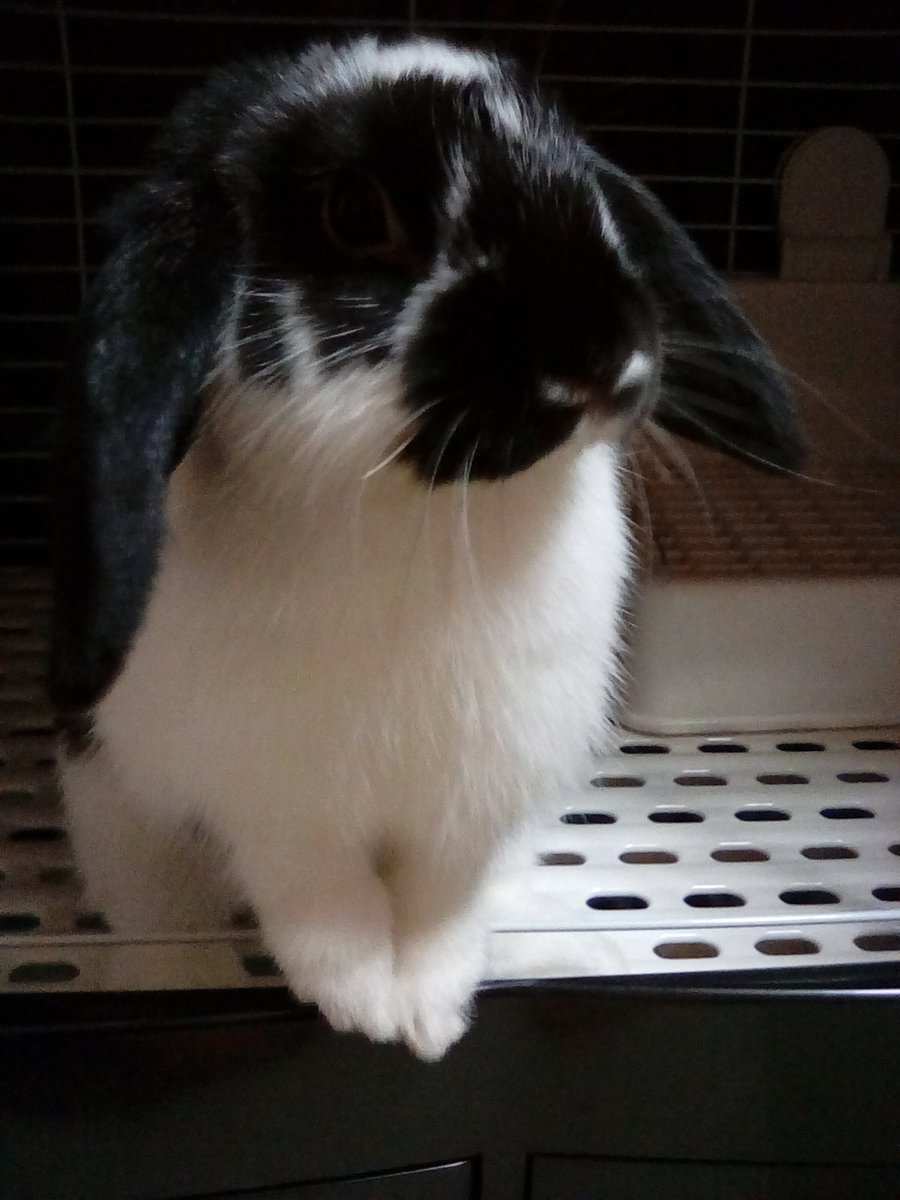 雪華🐰りん🐰 tweet media