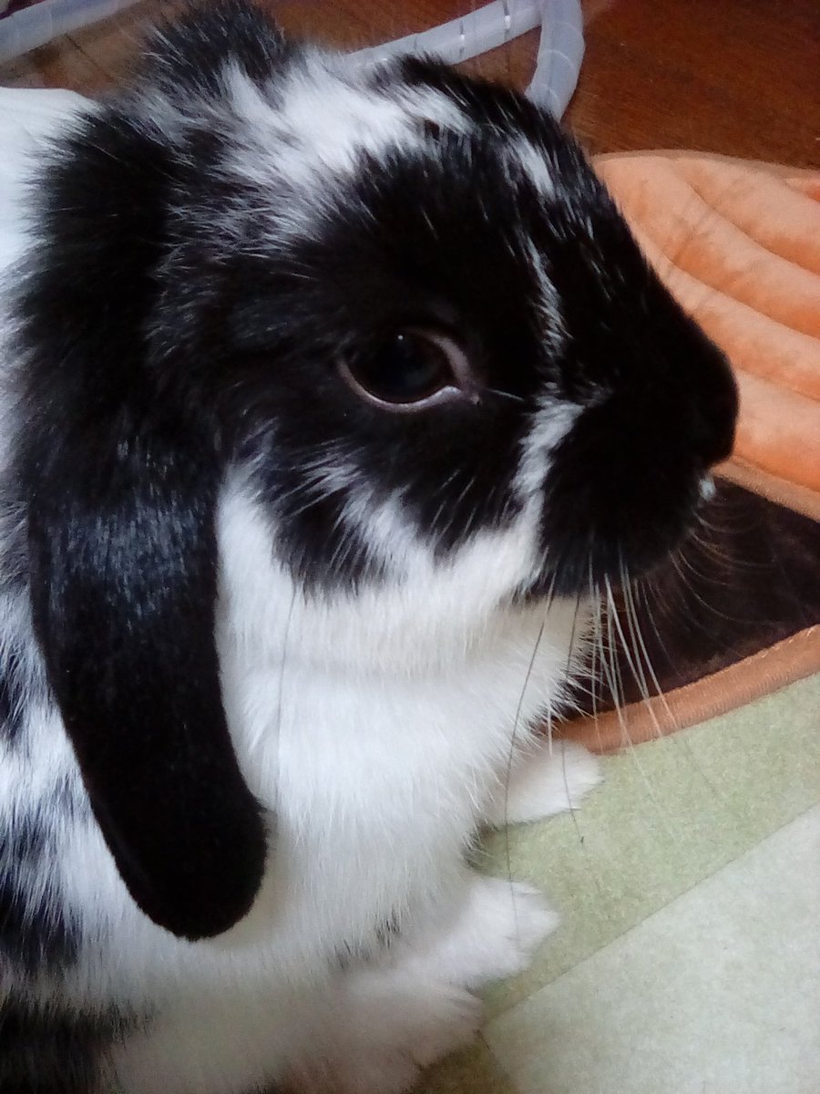 雪華🐰りん🐰 tweet media