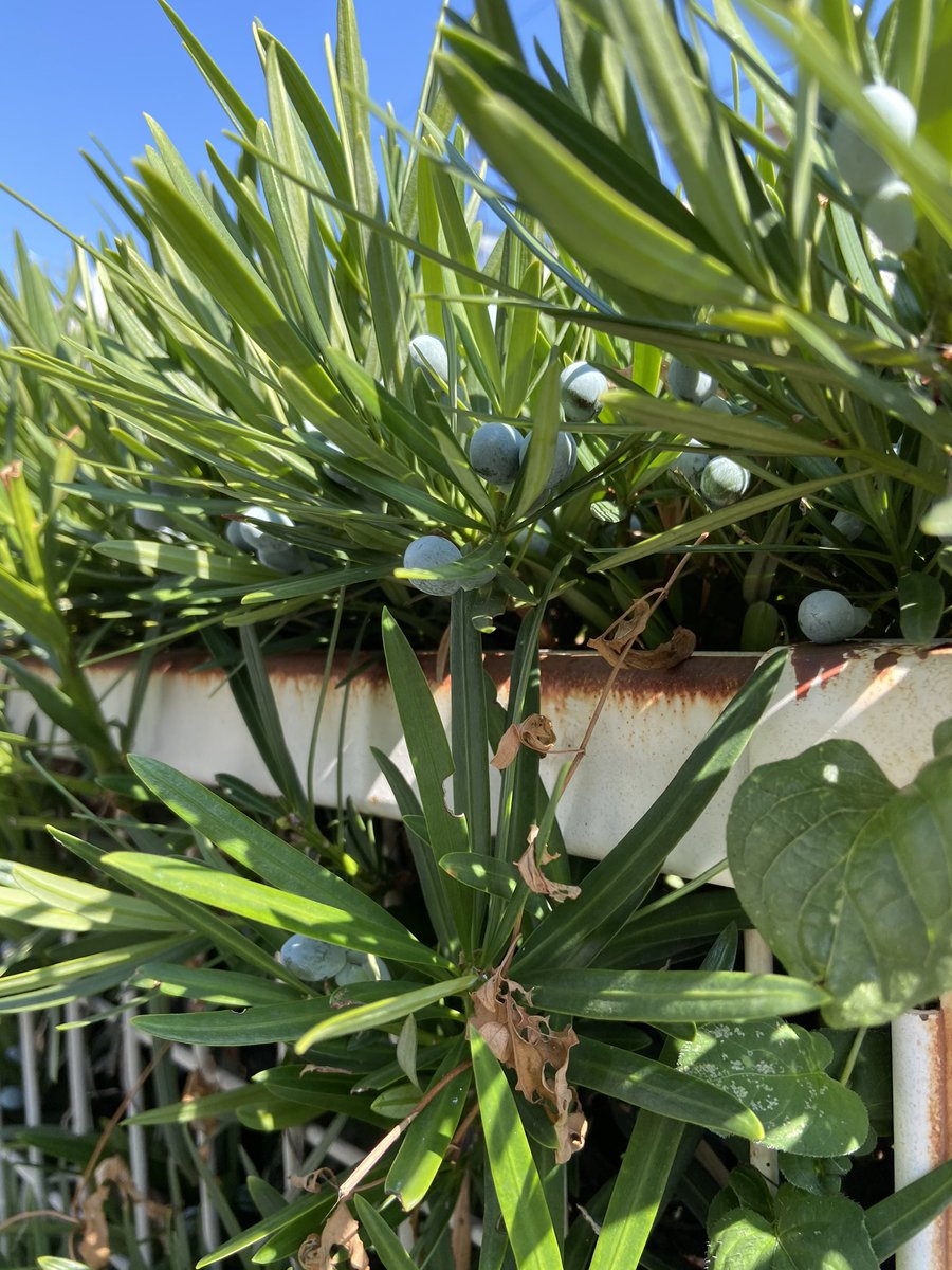 まきの木 マキの木 - Search / X