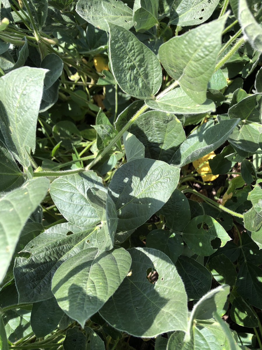 Check out the #WatchILEVOwork comparison here!  #SDS is showing up.  Saltro was looking to be a strong competitor in a SXS near Richland Iowa, but is running out of gas at the beginning of the fourth quarter!  <a href="/BASFAgProducts/">BASF Ag Solutions US</a>
