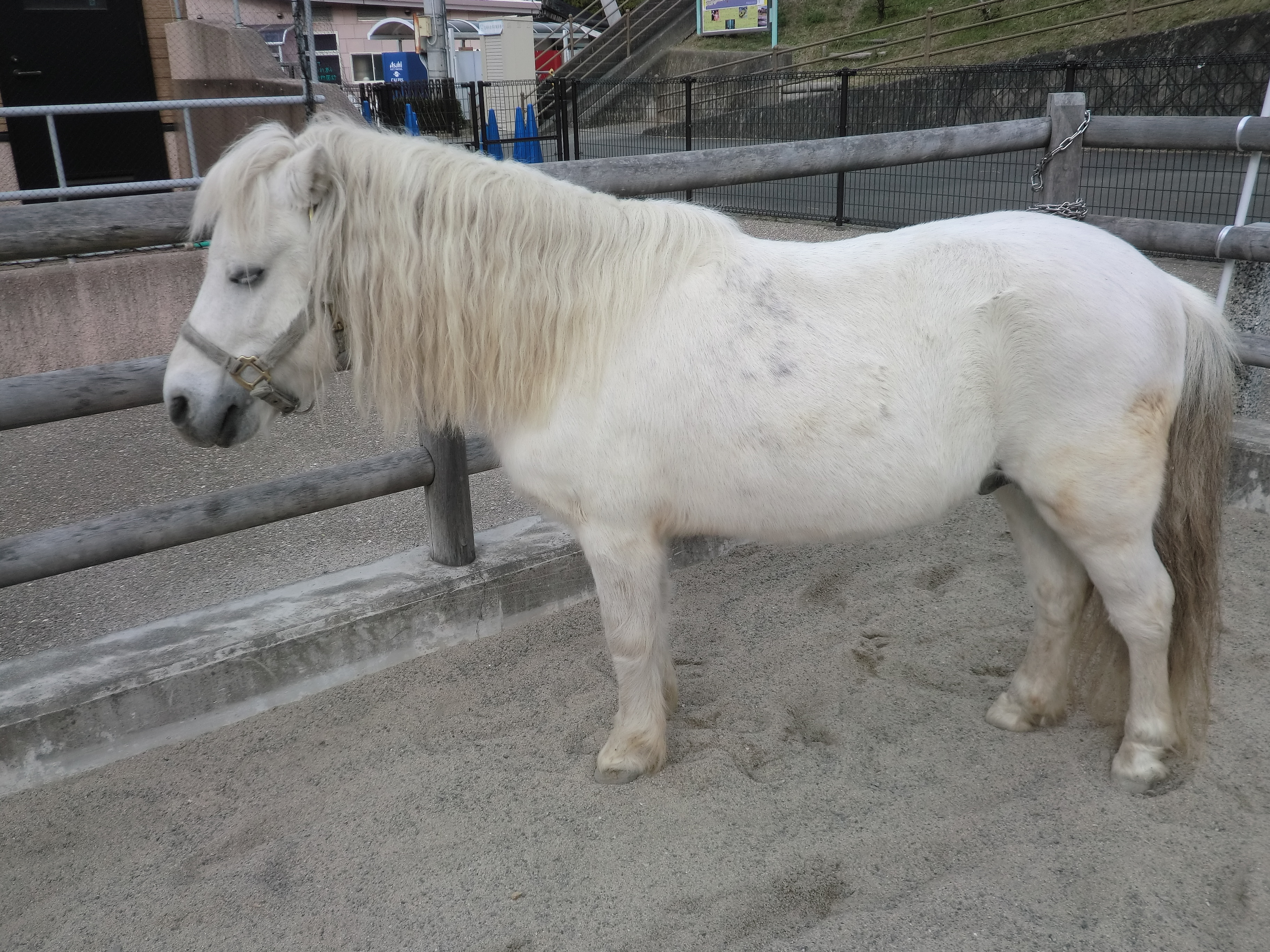 静岡市立日本平動物園 8 13 シェトランドポニーの飼育日誌 を更新しました チェリー つくし 午後 体を洗う 日本平動物園 シェトランドポニー Nihondairazoo Pony T Co Rniap1s0ul Twitter