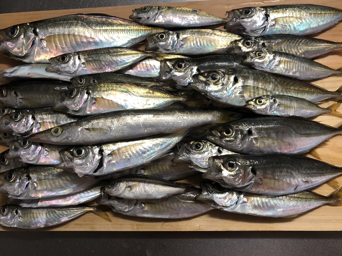 こーへー 昨日 木更津沖堤防にて いつもんとこでちまちまサビキやるのがバカらしくなりました