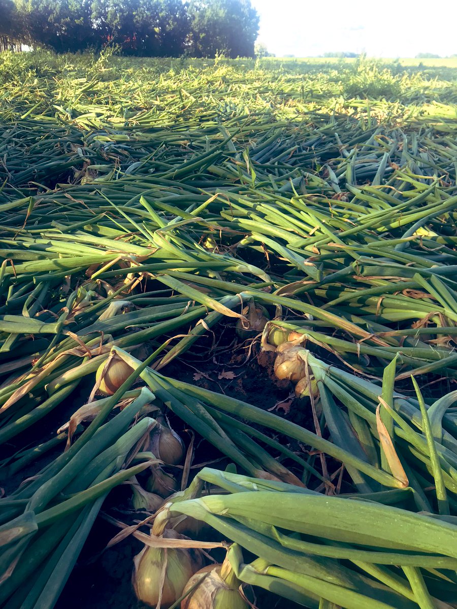 Jaap_Jonker9's tweet image. #Hyfive #uien @DeGrootenSlot @BejoZaden bijna klaar voor de oogst! Primed zaad, mooie uniforme stand en opbrengst meer dan 80 ton/ha! #bewaarui #kwaliteit #opbrengst #rendement #groenigrooien #rondjefietsen