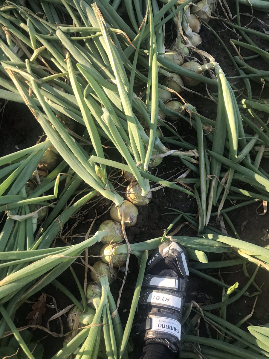 Jaap_Jonker9's tweet image. #Hyfive #uien @DeGrootenSlot @BejoZaden bijna klaar voor de oogst! Primed zaad, mooie uniforme stand en opbrengst meer dan 80 ton/ha! #bewaarui #kwaliteit #opbrengst #rendement #groenigrooien #rondjefietsen