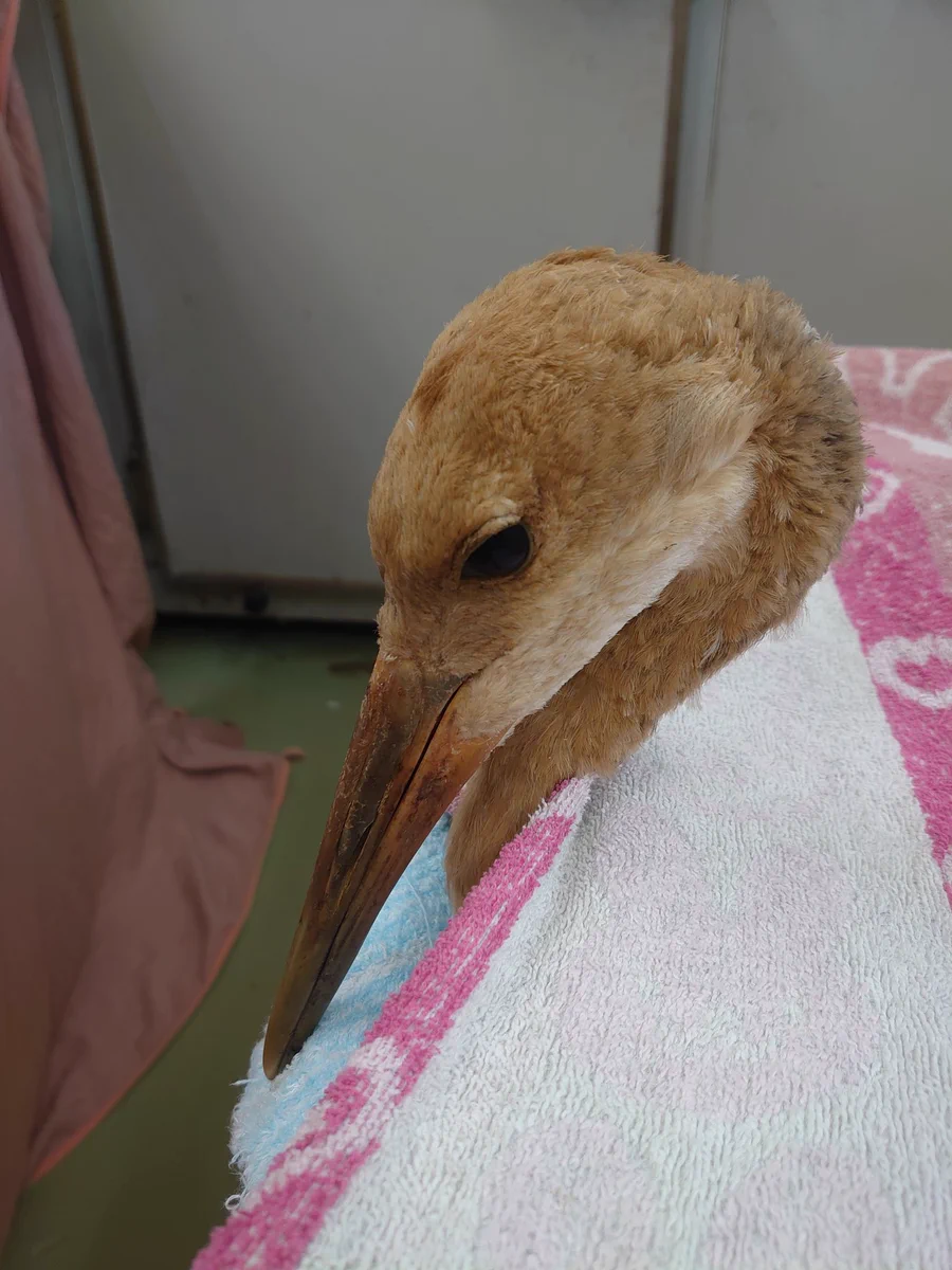 可哀想…タンチョウの幼鳥が交通事故で半身不随に…スピードの出し過ぎには注意しましょう！