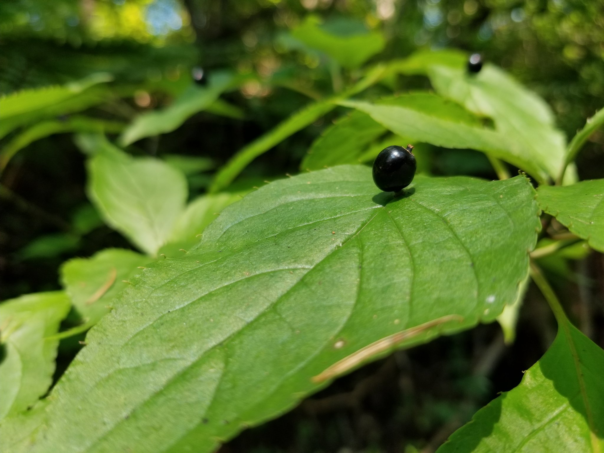 三浦靖雄 この植物 葉っぱに直接実がついてる 調べる限り ハナイカダ という植物 ということは実がなる前に葉っぱに花が咲いてた 葉っぱのイカダの上に花が咲くからハナイカダ ということ 山には結構行くんですが はじめて見ました 好奇心がくすぐ