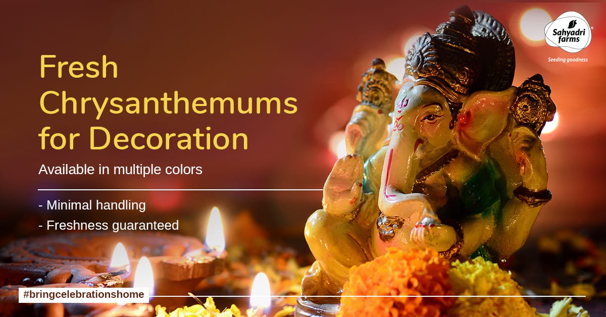 SahyadriFarms's tweet photo. Fresh #shevanti for offerings and decoration! Delivered straight from the farm to your doorstep by @SahyadriFarms
#chrysanthemums #flowers #GaneshChaturthi #GanpatiBappaMorya #decoration #sahyadrifarms #seedinggoodness https://t.co/jKY9VvCkEE