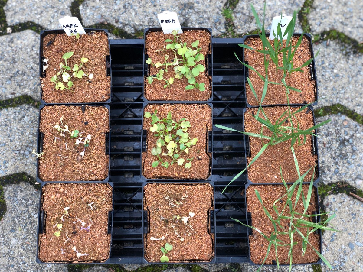 Importance of soil media with pre-ems. Repeating the experiments and challenging all previous assumptions / results, it is never a waste of time.