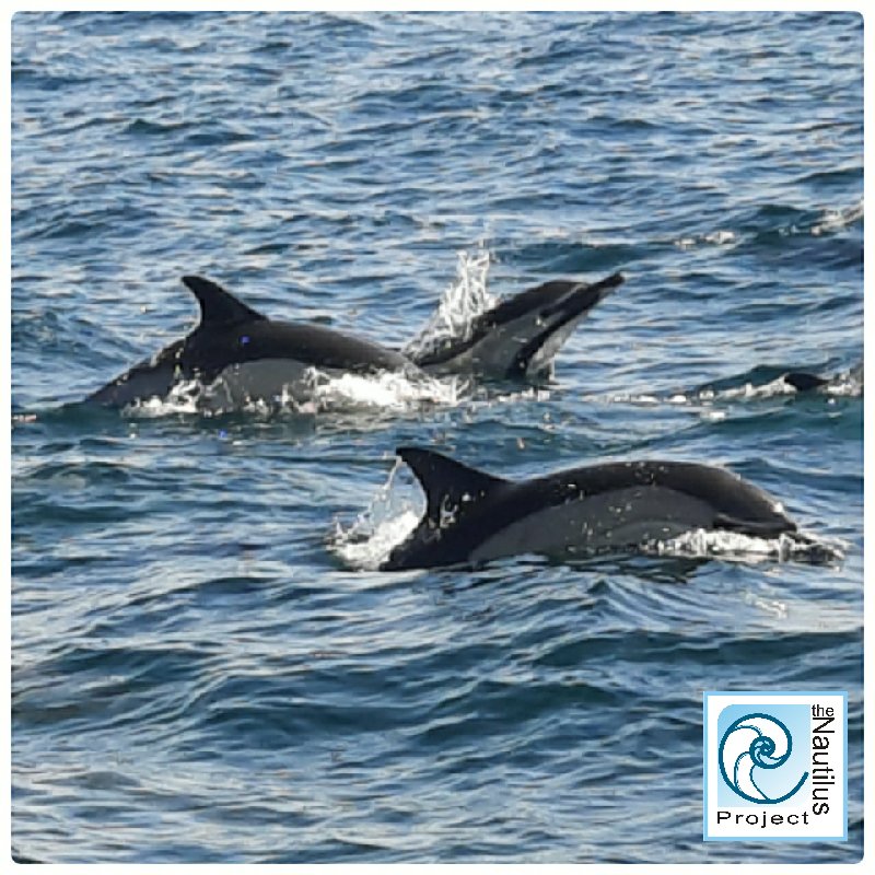 NautilusGib's tweet photo. The Bay of #Gibraltar was teeming with marine wildlife yesterday afternoon
#commondolphin #stripeddolphin #atlanticbluefintuna #coreyshearwater #oceanicsunfish
#NEMO https://t.co/Kr3CXRAXsz