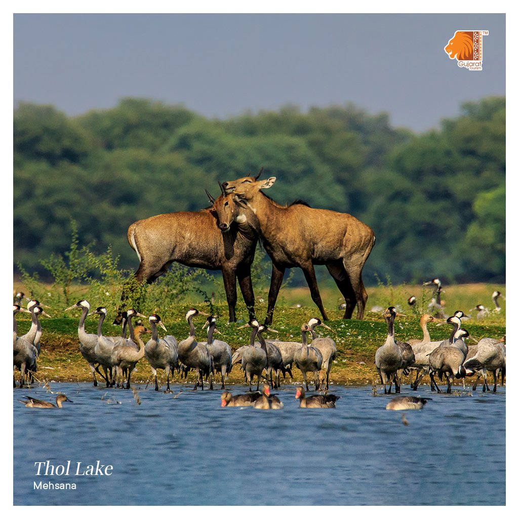 Thol lake is about 30 kms away from the megacity of Ahmedabad. A relaxed, peaceful environment and beautiful scenery awaits anyone who decides to make that one-day trip to Thol.  
.
.
.
.
#GujaratTourism #GujaratWildlife #TholLake #BeautyOfGujarat