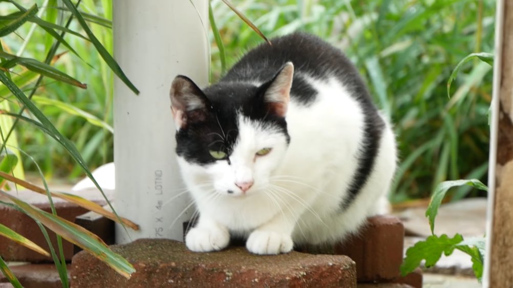 삼색이네
영상 링크 : youtu.be/nI0OzOq7pD0