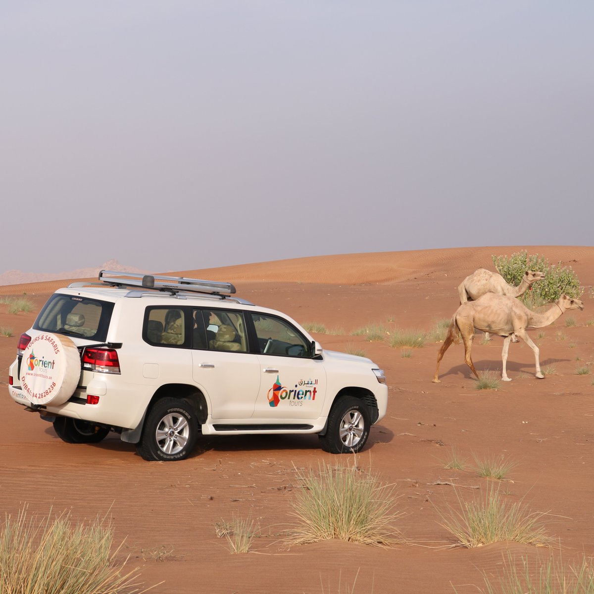 Celebrate Hijri new year with a private safari tour with #Orinettours. Enjoy thrilling dune bashing then explore Dubai’s hidden wildlife from the comforts of your Land Cruiser.

Follow <a href="/OrientToursUAE/">Orient Tours</a> 
DM FOR DETAILS

#Sharjah #dubaitourism #Dubailuxury #mydubai #wanderlust