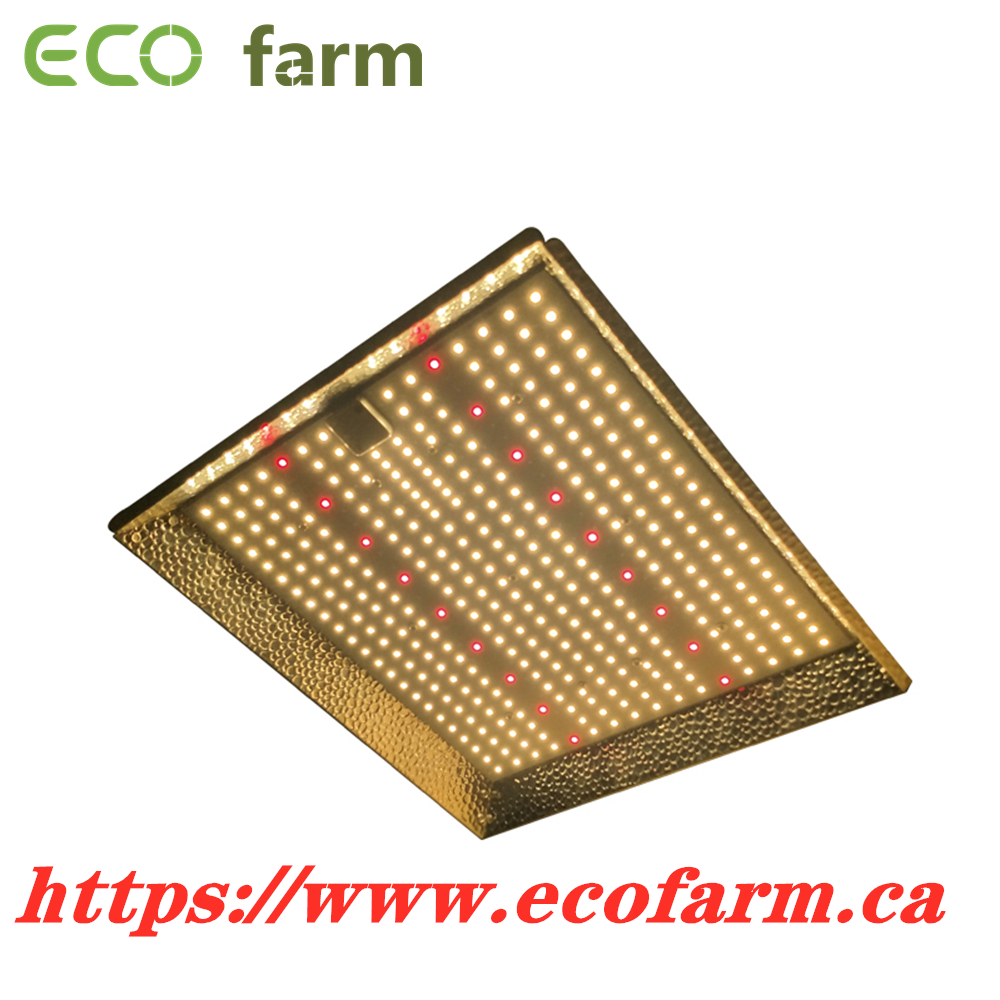 1677715527_2's tweet photo. ECO Farm 150W/300W Quantum Board With Samsung 301B +Red Light MeanWell Driver
#quantumboard #ledlight #growlight #indoorplanting #420light #verticalgarden #hydroponics #grower #canada https://t.co/9cv1XTo4hJ