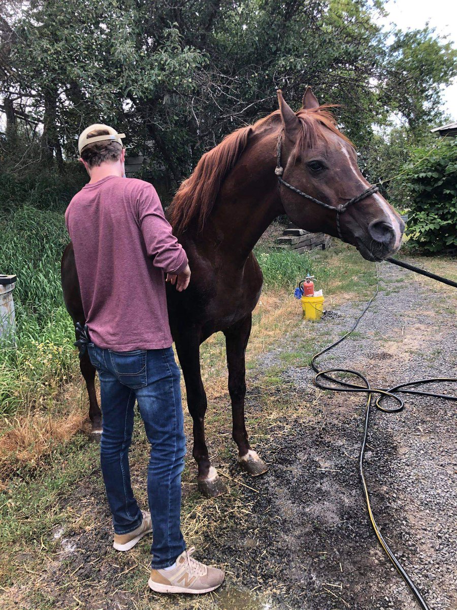 AcresOrphan's tweet photo. Bronson enjoyed his monthly bath!

#horses #rescue #sanctuary #orphanacres #Idaho https://t.co/b3CjNwq0LA