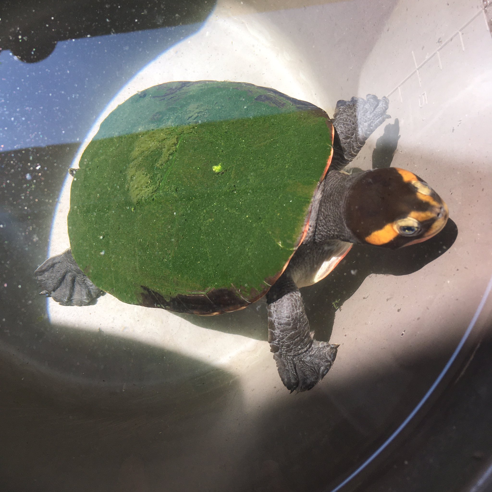 衝撃 飼っている亀の 甲羅掃除 を5日間サボったら スゴいことになった えのげ 衝撃 飼っている亀の 甲羅掃除 を5日間サボったら スゴいことになった えのげ