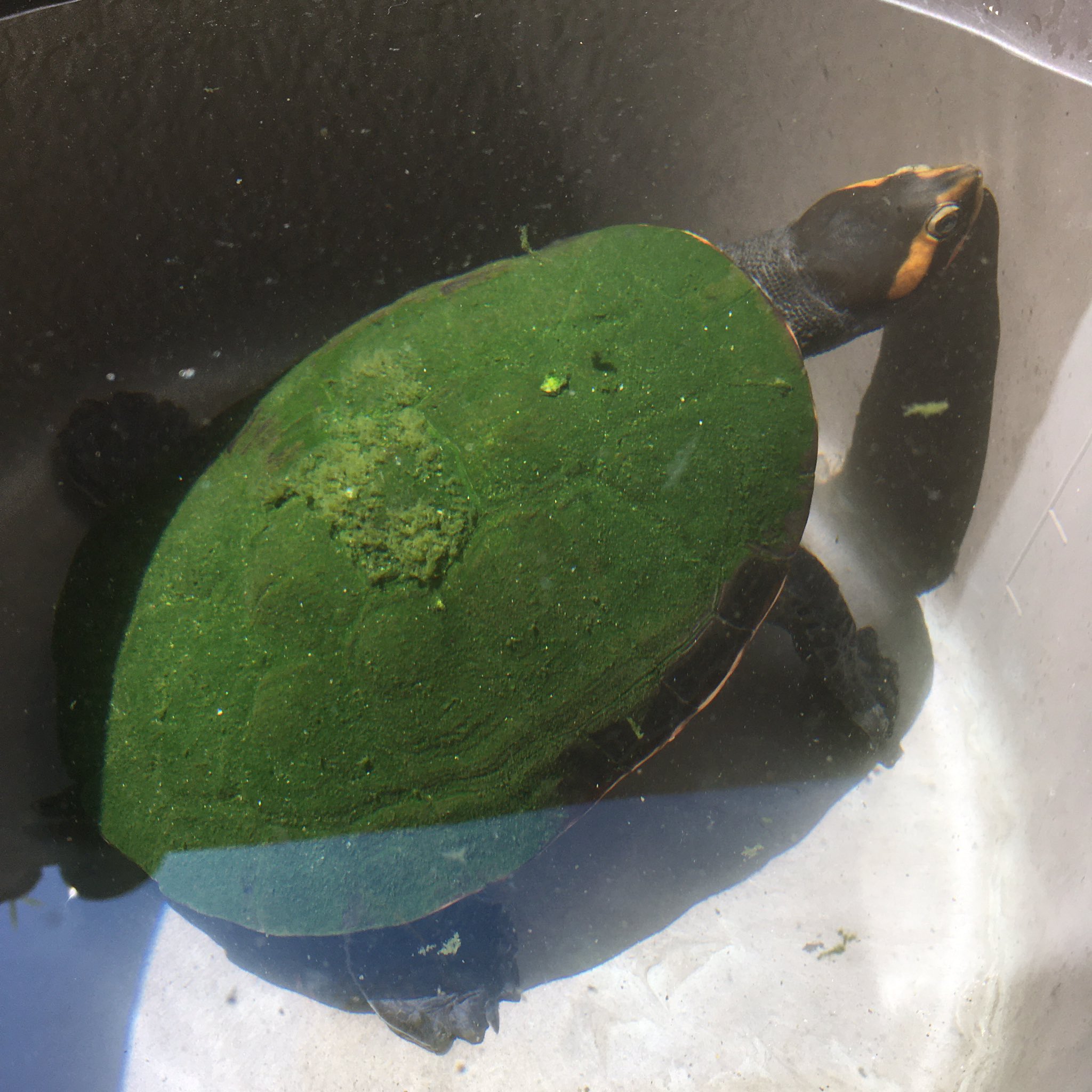 衝撃 飼っている亀の 甲羅掃除 を5日間サボったら スゴいことになった えのげ
