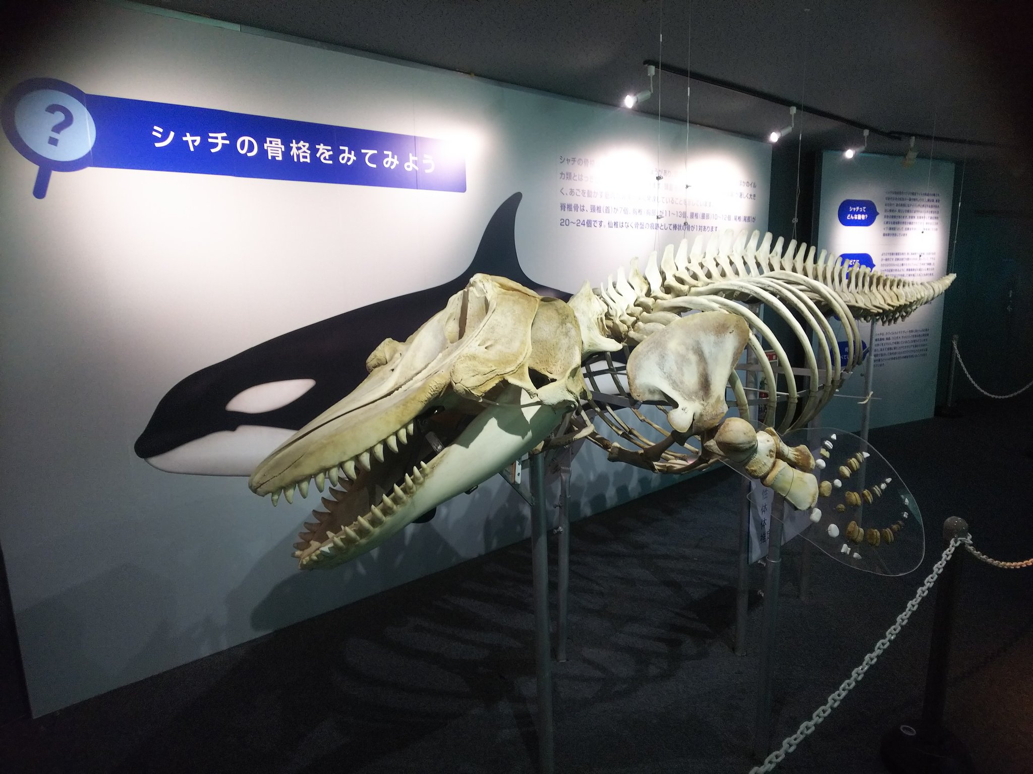 ばるぱんさー シャチ全身骨格 いいな T Co L54rga7jae Twitter
