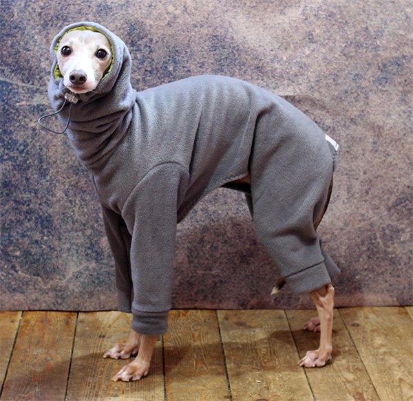 just a thread of 127 as italian greyhounds in hoodies