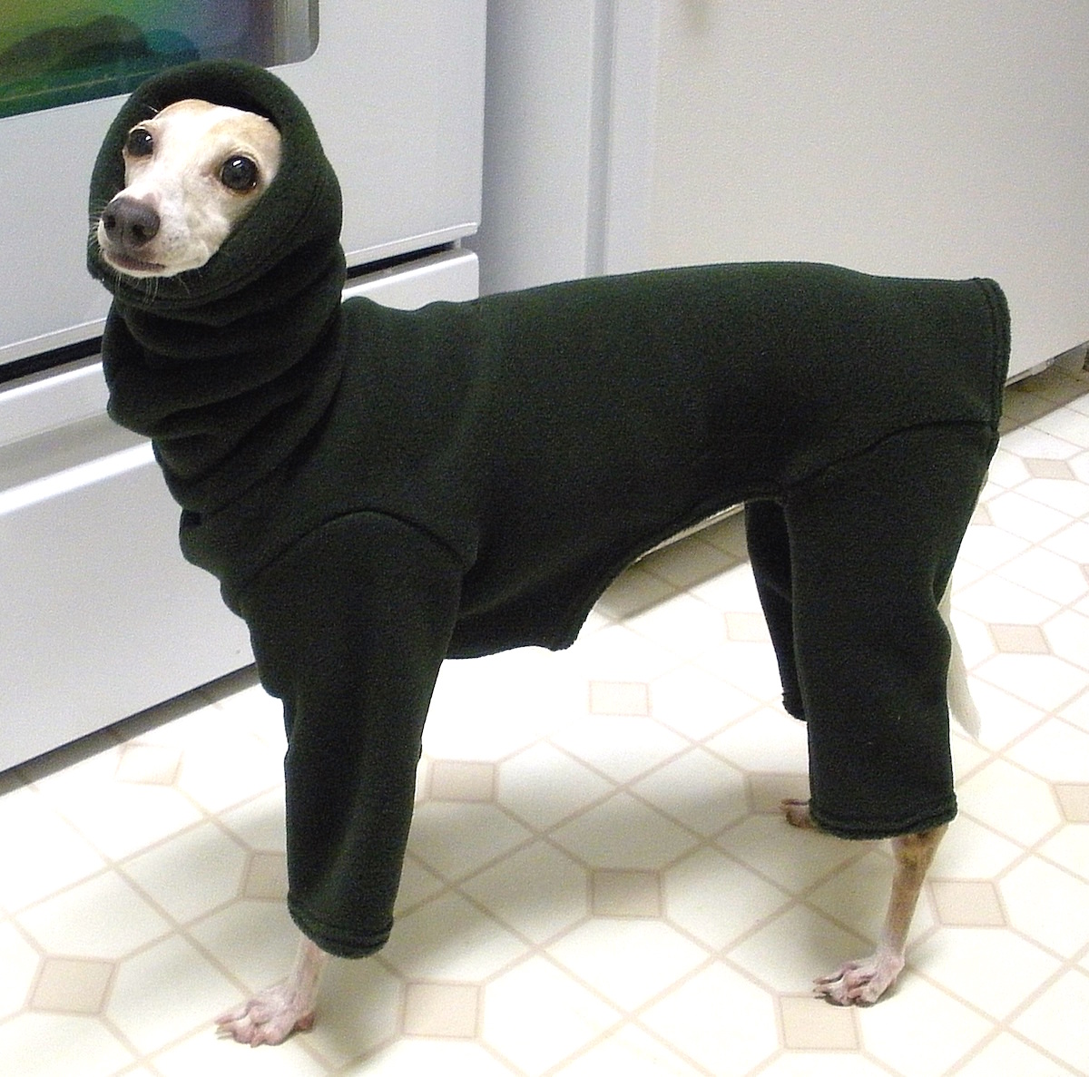 just a thread of 127 as italian greyhounds in hoodies