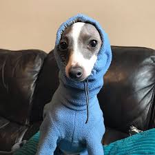 just a thread of 127 as italian greyhounds in hoodies