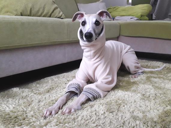 just a thread of 127 as italian greyhounds in hoodies