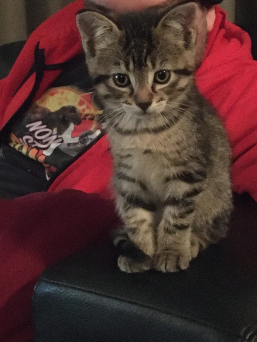 MeowMoeDotCom's tweet photo. #Baby #RoseBean ❤️❤️
#Cats #Cat #Kittens #Kitten #Kitty #Pets #Pet #Meow #Moe #CuteCats #CuteCat #CuteKittens #CuteKitten #MeowMoe
https://t.co/rLNcCFa7sx https://t.co/DKhneucuhs