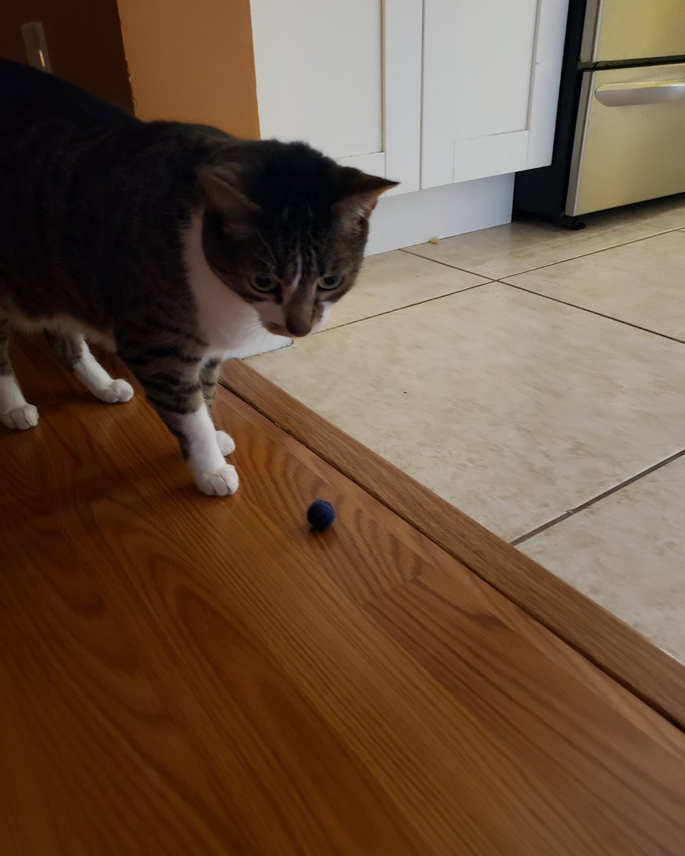 NovaOrionshow's tweet photo. "Uh oh furriends. I woked up daddy yelling! I was practicing my hunting skills with my ball friend blue. And I guess I gotted too loud because i woked daddy up. Do you thinks he will forgives me?"-Nova #CatsOfTwitter #catsofinstagram #NovaOrionshow #Nova #loudcat #playfulkitty https://t.co/L8Itbd2G9X