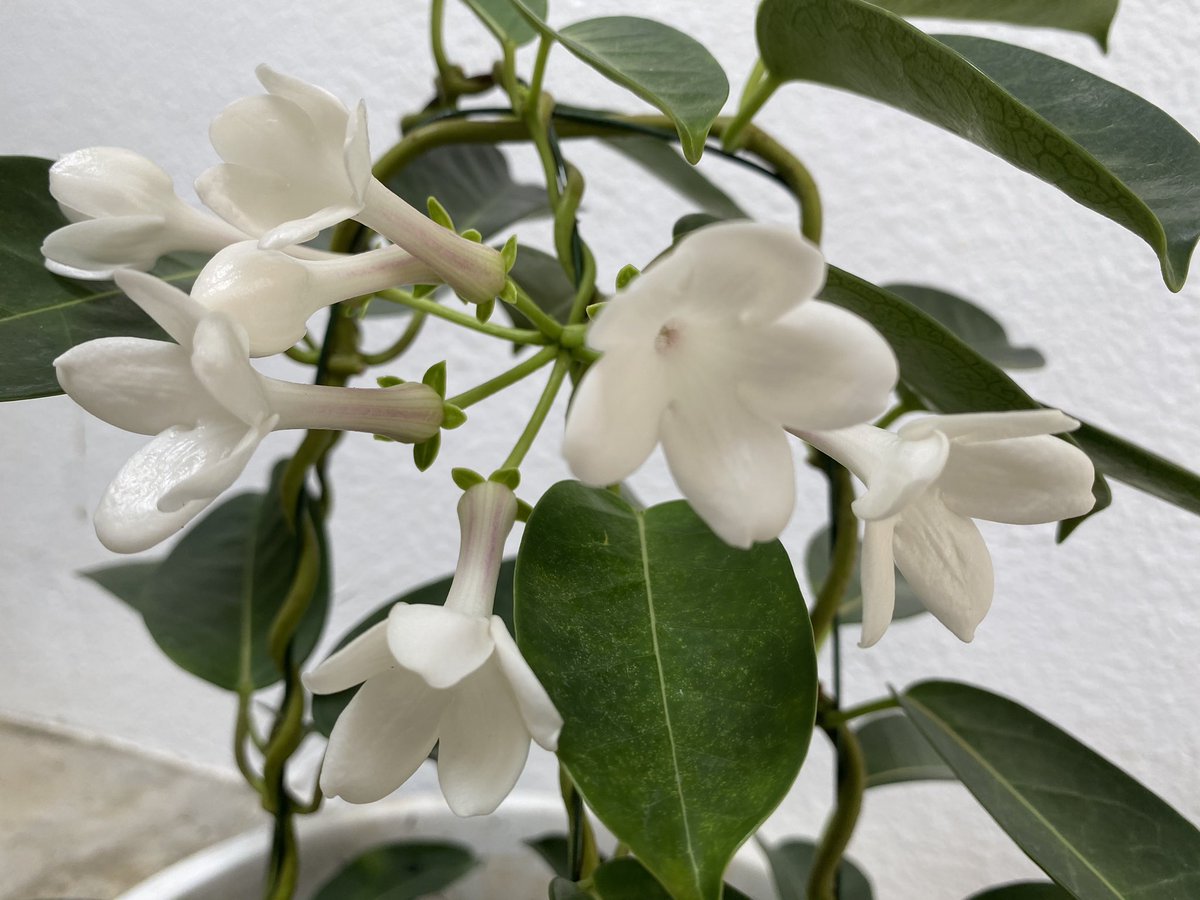 魔法使いサリー マダガスカルジャスミン 蕾から2週間位 昨日3つ今日6つ花開く 花言葉 愛される花嫁 二人で遠くへ旅を 二人で東へ旅に 清純 清らかな祈り 清らかな願い マダガスカルジャスミン 猛暑 熱中症ご自愛下さい 花好き 魔法使いサリー マダガスカルジャスミン 蕾から2週間位 昨日3つ今日6つ花開く 花言葉 愛される花嫁 二人で遠くへ旅を 二人で東へ旅に 清純 清らかな祈り 清らかな願い マダガスカルジャスミン 猛暑 熱中症ご自愛下さい 花好き