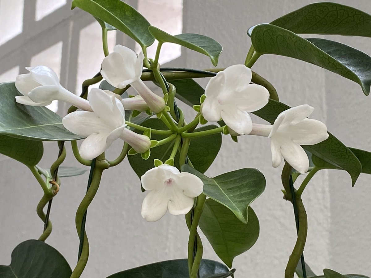 魔法使いサリー マダガスカルジャスミン 蕾から2週間位 昨日3つ今日6つ花開く 花言葉 愛される花嫁 二人で遠くへ旅を 二人で東へ旅に 清純 清らかな祈り 清らかな願い マダガスカルジャスミン 猛暑 熱中症ご自愛下さい 花好き 魔法使いサリー マダガスカルジャスミン 蕾から2週間位 昨日3つ今日6つ花開く 花言葉 愛される花嫁 二人で遠くへ旅を 二人で東へ旅に 清純 清らかな祈り 清らかな願い マダガスカルジャスミン 猛暑 熱中症ご自愛下さい 花好き
