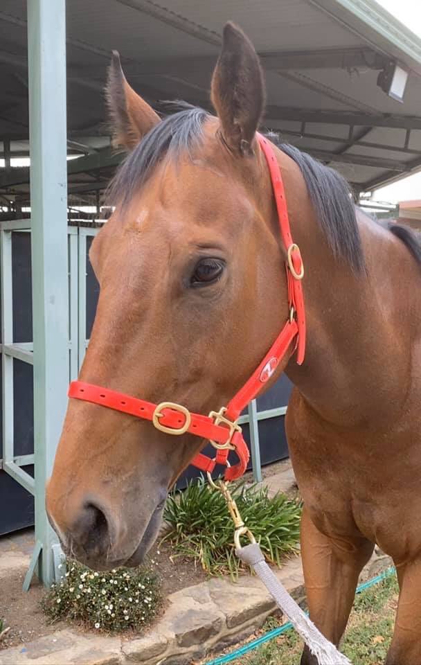MickDehlsen05's tweet photo. Good luck to our boy Moss The Boss having his 1st start in QLD today for his new trainer @sprycarl ๐
Go get them Moose!!๐
#MossTheBoss #HancoxRacing #HancoxBloodstock https://t.co/Rr8KSaII6V