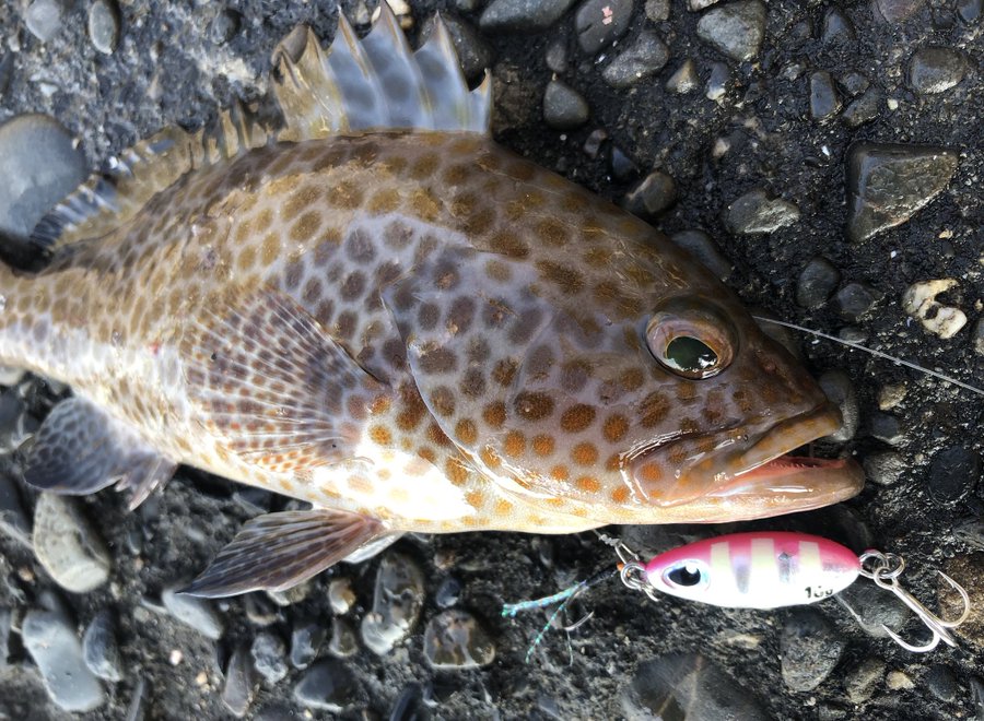 ダイワ サムライジグ スロードロップをインプレ 超コンパクト 根魚に最適なショアスロー系ジグ まるなか大衆鮮魚
