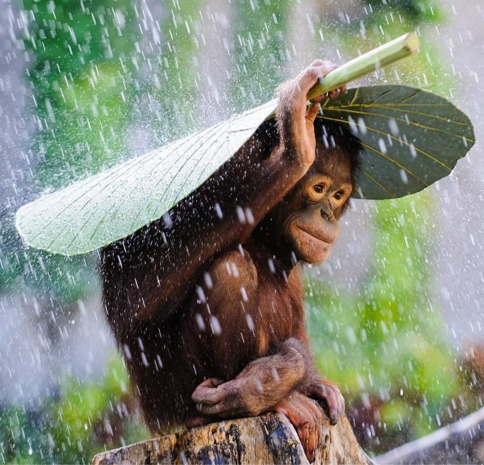 Orangutans deserve full human rights/privileges. We ought to have a fiduciary duty to safeguard them. Killing orangutans should be considered murder/genocide. Their habitat is their private property. #InternationalOrangutanDay