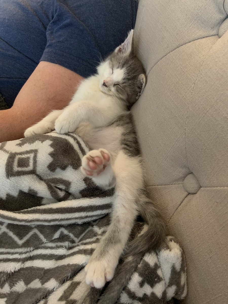 LindsayK_Knight's tweet photo. @johnbknight My godson. (We were kitten sitting over the weekend). https://t.co/eEpyh7t1XF