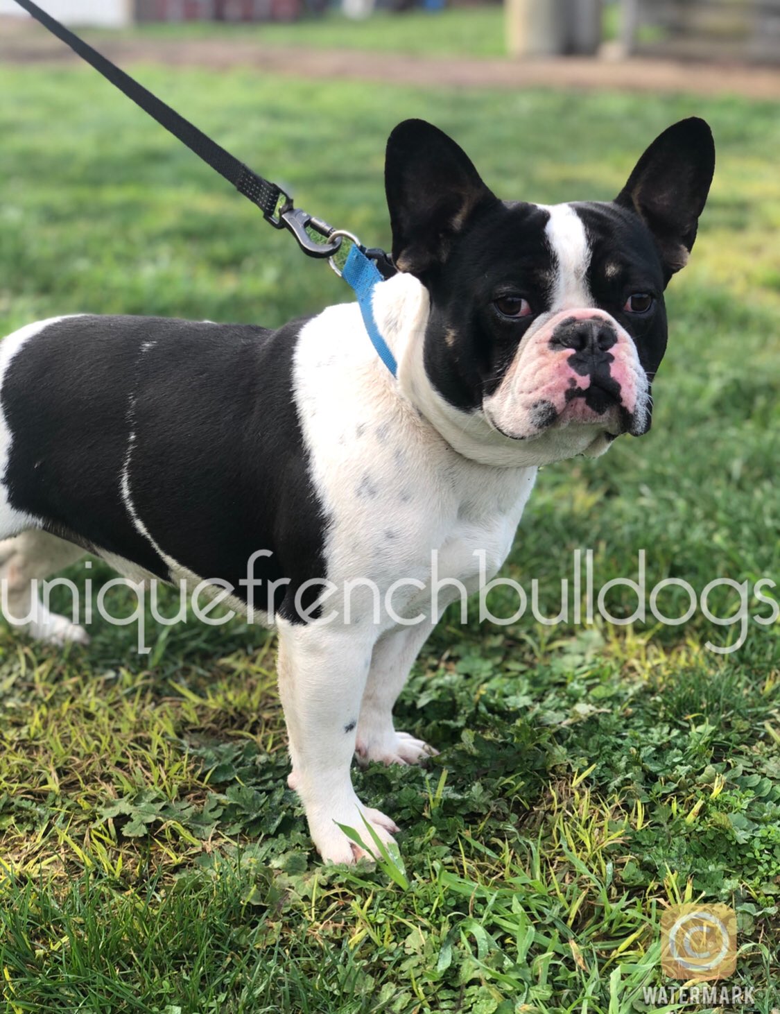 Black pied cheap french bulldog