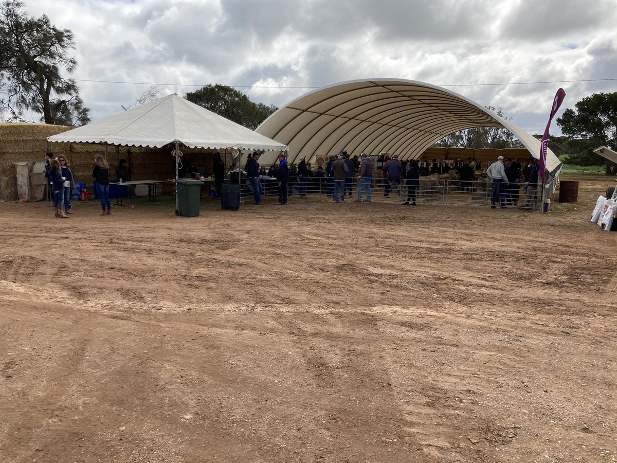 Browsing the ram selection available at the Minta annual sale <a href="/jesse_hull86/">Jesse Hull</a>