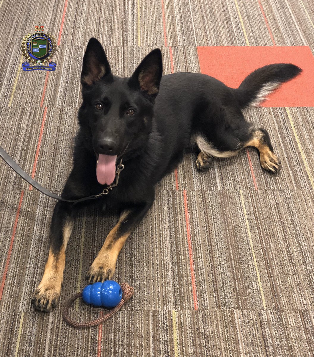 SgtDevineNRP's tweet photo. 🚔There are some perks to night shift⭐️ @NiagRegPolice #K9 #PSD Ranger 💙 came by to do some extra training &amp; as you can tell ⬇️ is a natural in front of the📸camera #WorkingDog #k9unit #policek9 #policedog #TrainHard #TrainToSucceed @SSabourinNRP @PCJesseVujasic #dogsoftwitter https://t.co/vrJO1jHbzw