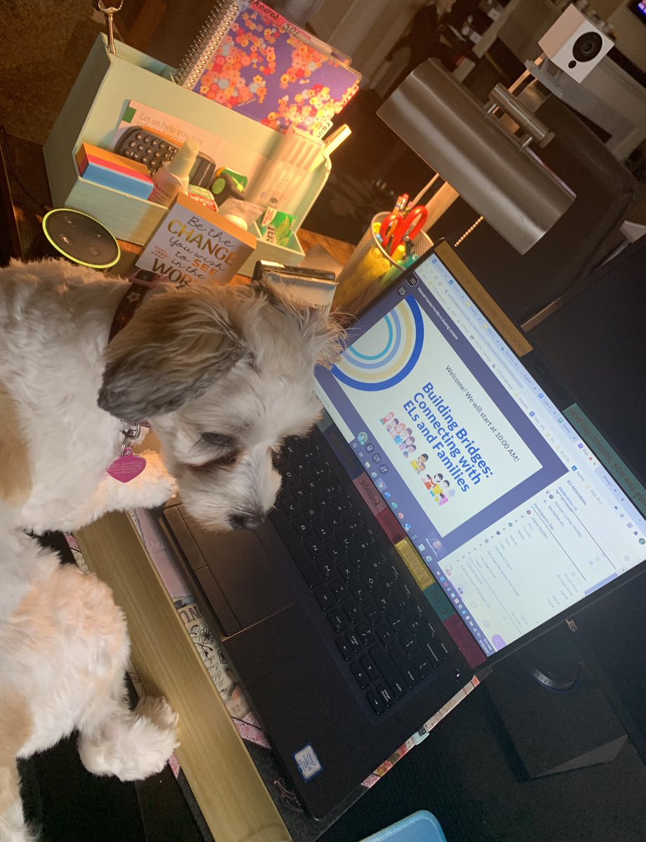 ESOLHalleyES's tweet photo. even my puppy wanted to join the ESOL in-services today! Great day with wonderful colleagues #FCPSESOL #FCPSElmESOL https://t.co/TxUIBl2CJm