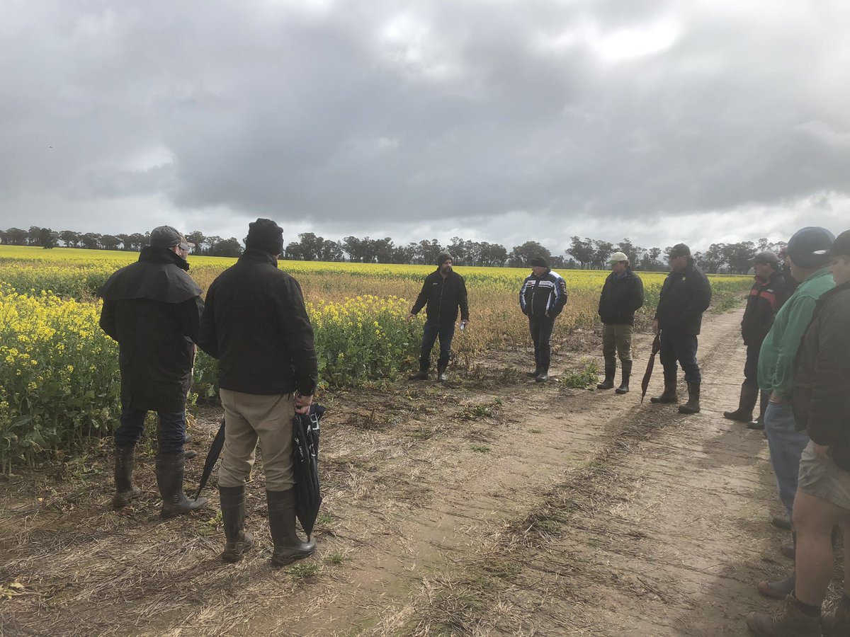 Perfect weather for showcasing new chemistry and varieties to southern NSW growers at the Nutrien Ag Solutions trial site at Temora Ag Innovation.☔️🚜🌾     #nutrienagsolutions #australianagriculture
