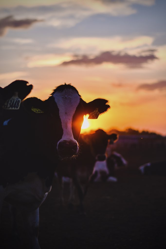 MandyCottrell's tweet photo. Cattle and sunsets never get old ☀️ https://t.co/CsArkEOpup