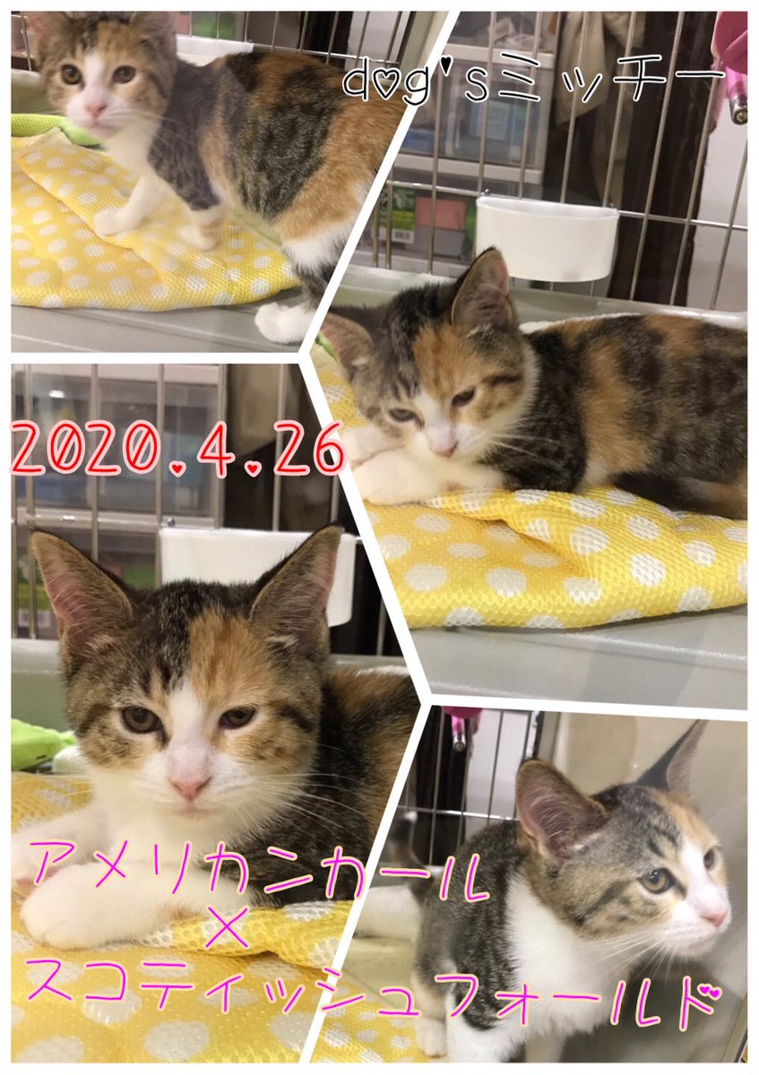 Dogs_mitchy's tweet photo. 【New Face】
4/26生まれのスコティッシュフォールド×アメリカンカールのMIX猫★
#スコティッシュフォールド
#アメリカンカール
#MIX猫
#犬
#猫
#dogsミッチー https://t.co/NYjeFnHbzP