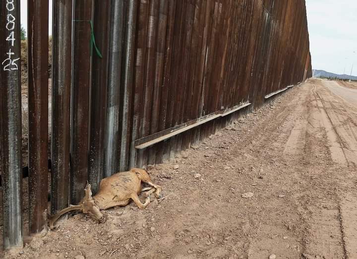 borderlineason's tweet photo. No se sabe en qué parte de Sonora o Arizona ocurrió. El #venado #bura, el borrego #cimarrón y el #berrendo en peligro de extinción han cruzado la "frontera" durante milenios. Este macho fue encontrado muerto ayer, atrapado por el muro. @PROFEPA_Mx
@SEMARNAT_mx @ONU_es @CIDH https://t.co/NZMLO8YE8O
