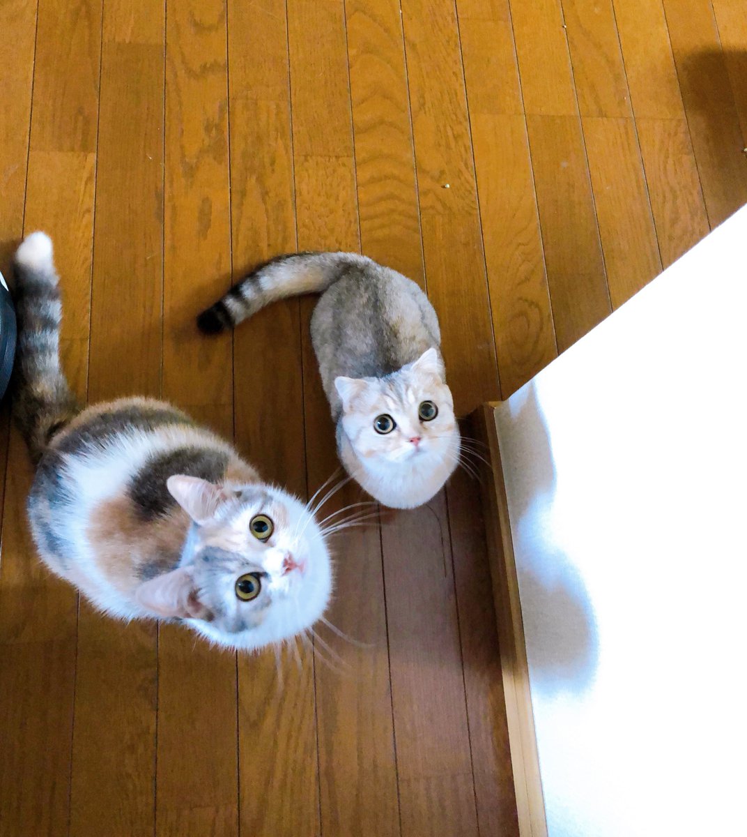 耳折れマンチカン