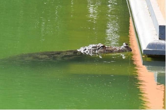   #Thread Amazing Ananthapadmanabhaswamy Lake Temple,Kasaragod,Kerala -Moolasthan of Padmanabhaswamy temple,Thiruvananthapuram is guarded by a Vegetarian Crocodile,that lives in the lake & lives only on the prasad offered to it by devotees & temple staff 1/5  @chitranayal09
