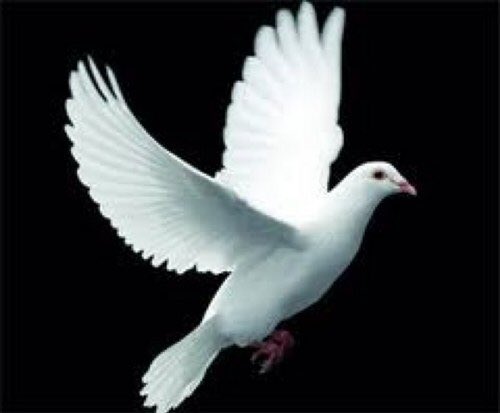 saad_5153's tweet photo. #_قضيتي
رسالة سلام تصل وتستقر في قلب كل إنسان ليعم السلام في كل أرض وتحت كل سماء وعلى جميع المستويات دولية وأسرية وعلى مستوى الفرد ! https://t.co/WZ5aWQgv4V
