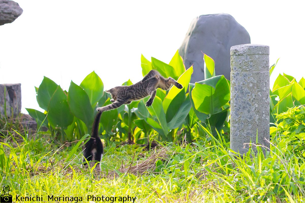 ট ইট র 猫写真家 森永健一 ２冊目のネコ写真集出版目指してます ムササビとモモンガのちがいがわからない これはネコサビ それともネコンガ むささび ムササビ モモンガ ももんが ジャンプ 必殺技 フライングボディプレス Nekoくらぶ ネコ