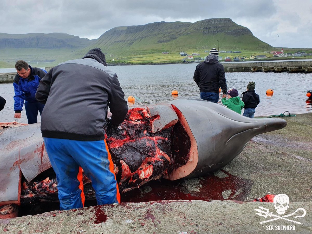 This is one of the five Northern Bottlenose Whales that were slaughtered in the Faroe Islands earlier today. Much of the meat &amp; blubber from these whales went unclaimed, likely due to concerns by locals about its mercury, PCBs and DDT content, and was dumped back into the ocean.