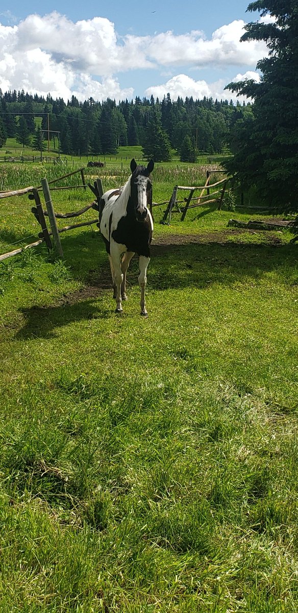 Alberta_Cowgirl's tweet photo. She's officially all mine now! #queenbinmotion #superstakes #apha https://t.co/ZY5xbRSInr