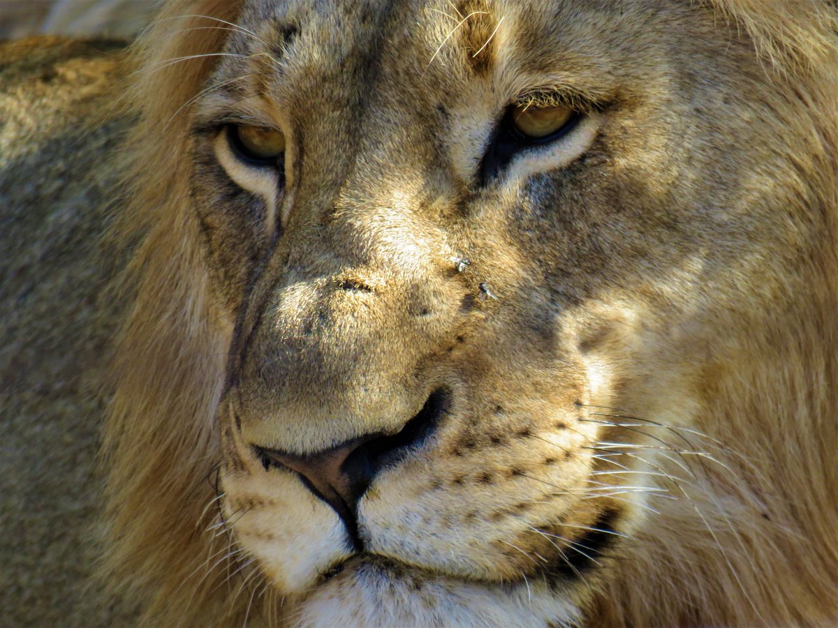 awildel's tweet photo. @Natures_Voice I took this through an electric fence on Karongwe Game reserve South Africa - this handsome chap and his brothers had been caught and placed in a holding pen ready to be moved to new reserves where they could start their own prides! https://t.co/dC4ZGpmnZz