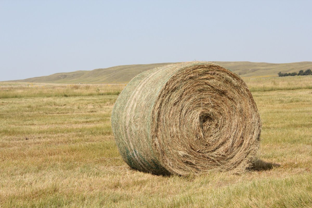 A study performed with prairie hay in South Dakota showed hay stored for one year end to end had 1% dry matter loss, individually stored had 4% loss, and pyramid storage had 10% loss in dry matter.
beef.unl.edu/beefwatch/2020…
#UNLBeefExt
#NebExtBeef